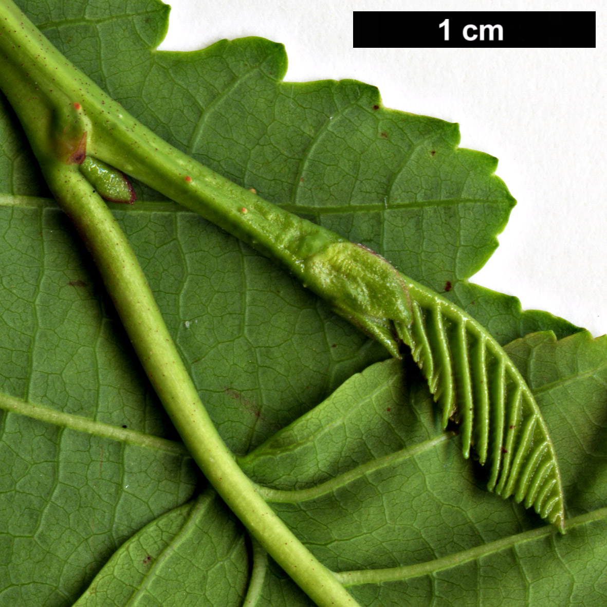 High resolution image: Family: Betulaceae - Genus: Alnus - Taxon: incana - SpeciesSub: subsp. tenuifolia High resolution image: Family: Betulaceae - Genus: Alnus - Taxon: incana - SpeciesSub: subsp. tenuifolia
